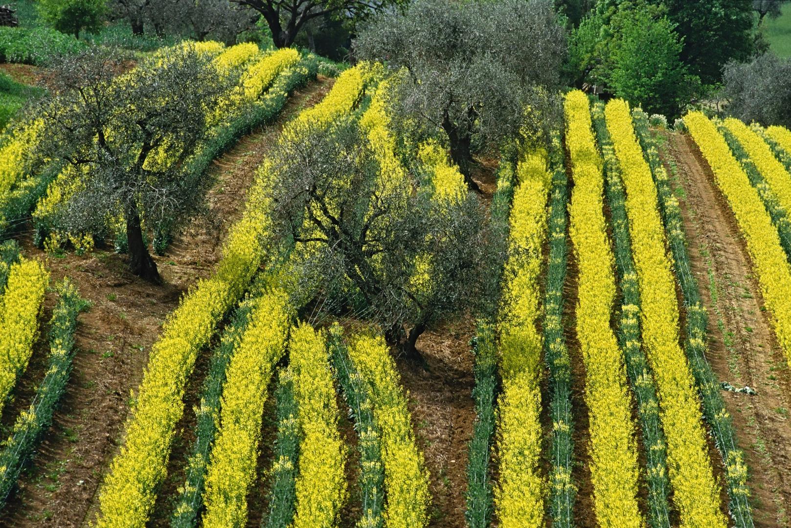 Virtú: the 100 ingredients of the sustainable diet